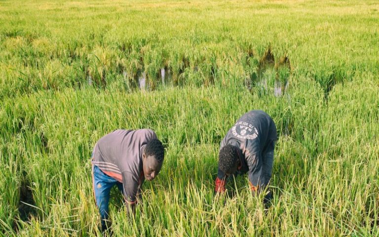 Sénégal – Riziculture : La région de Ziguinchor pourrait bénéficier d’un projet d’aménagement de 1000 hectares de terre
