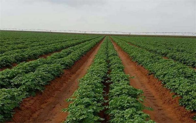 Vers l’exploitation de 200 000 ha de terres aménagées pour la céréaliculture d’ici au mois de juin en Algérie