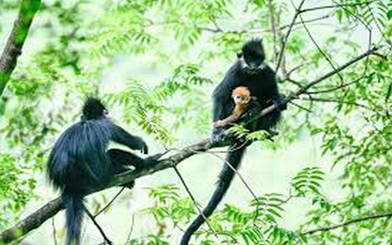 Journée mondiale de la biodiversité biologique : L’ONU appelle à des efforts concertés au niveau mondial pour mettre en œuvre le Cadre de Kunming-Montréal