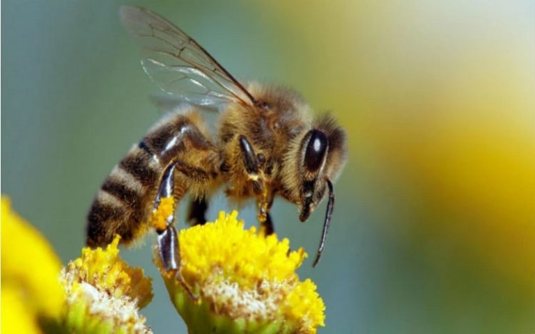 Journée mondiale des abeilles : Focus sur la protection des abeilles et de la biodiversité