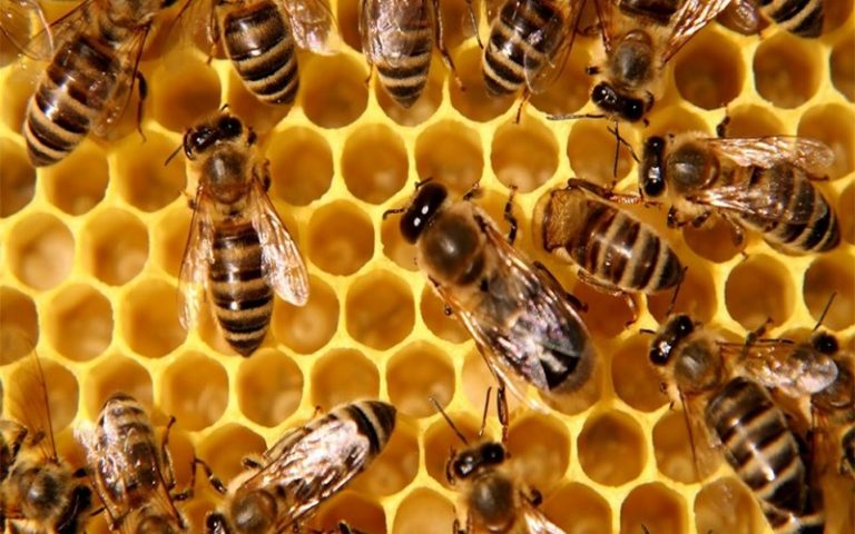 Journée mondiale des abeilles : Une véritable culture de l’apiculture à l’honneur au Maroc