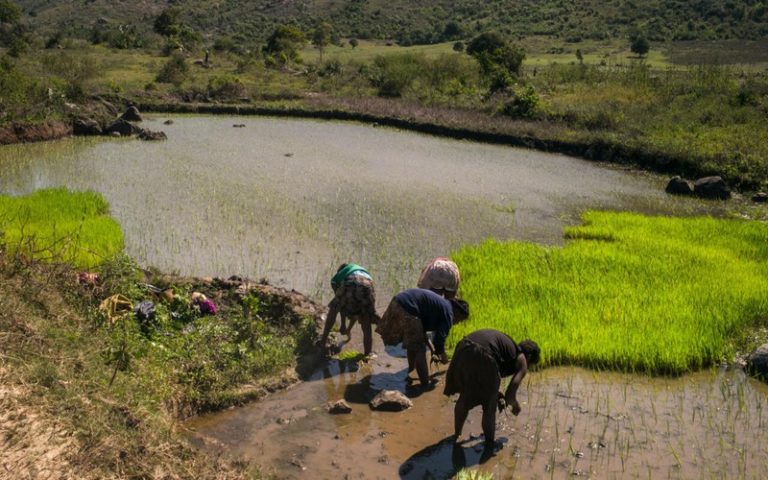 La distribution d’engrais au sulfate d&rsquo;ammonium suscite un débat sur leur impact environnemental à Madagascar