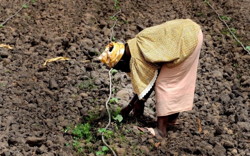 Sénégal : Le CNCR appelle à réviser la loi d’orientation agrosylvopastorale pour prendre en compte les besoins des femmes