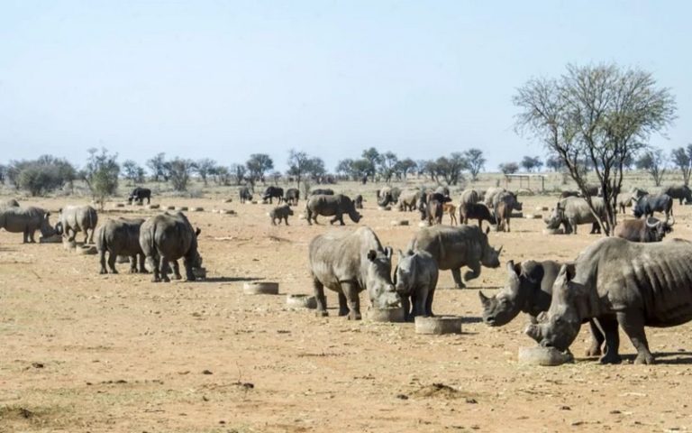 La vente aux enchères d’une ferme de 2 000 rhinocéros blancs en Afrique du Sud accentue la menace d’extinction de l’espèce