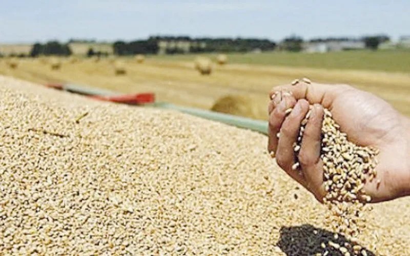 Le Maroc a plus que doublé ses importations de blé en provenance de l’UE entre janvier et avril 2023