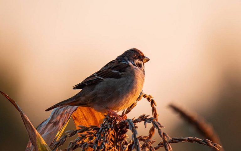 L’effondrement des populations d’oiseaux en Europe engendré par l’agriculture intensive