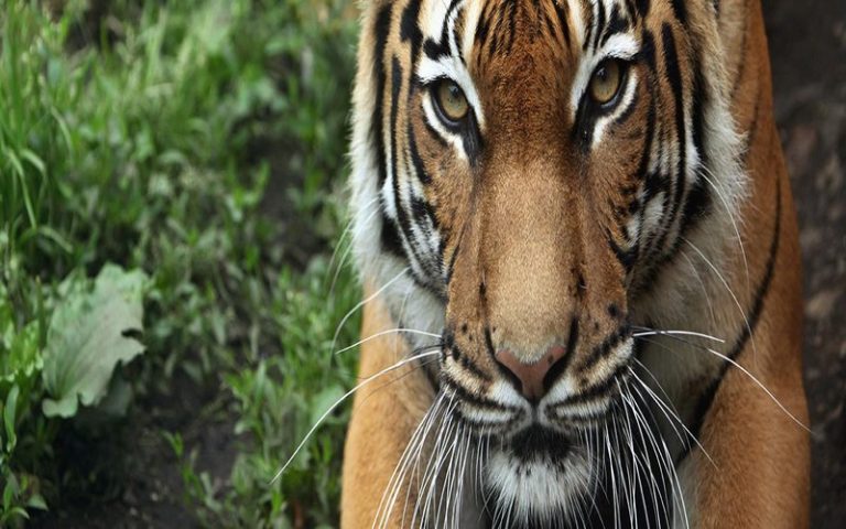 Les problèmes liés à la biodiversité concernent l’humanité toute entière