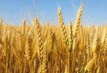 Les producteurs de la vallée du fleuve Sénégal formés à la culture du blé