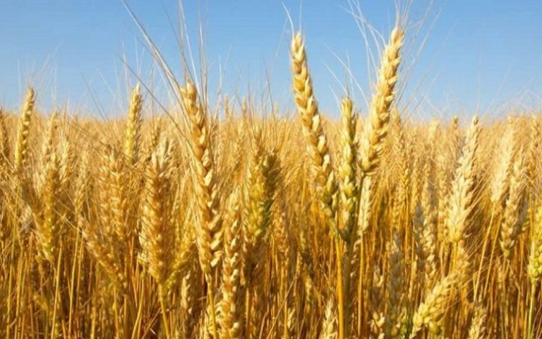 Les producteurs de la vallée du fleuve Sénégal formés à la culture du blé