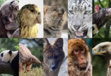 Madagascar : Biodiversité – Les risques d’extinction des espèces menacées augmentent