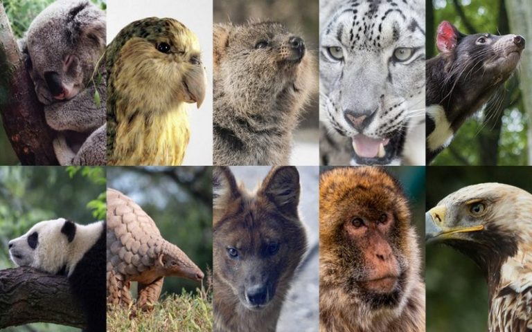 Madagascar : Biodiversité – Les risques d’extinction des espèces menacées augmentent