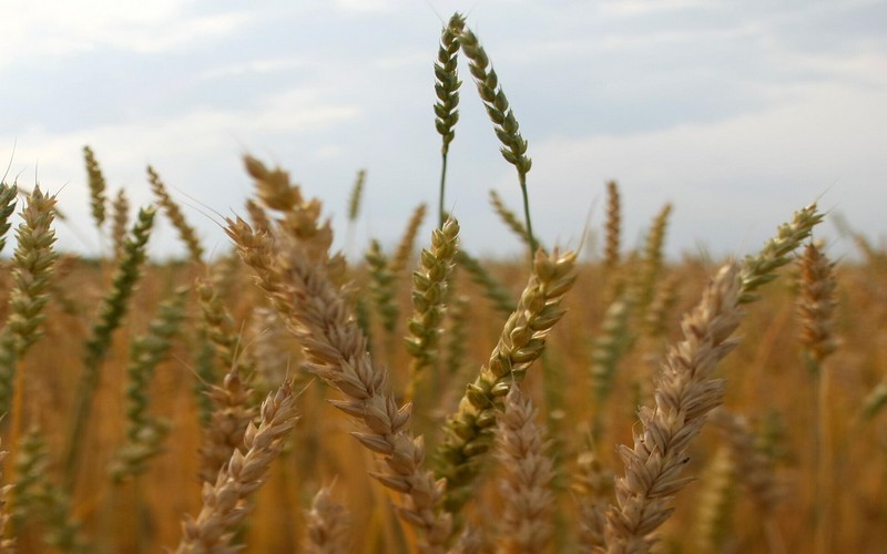 Nigéria : L’USDA prévoit une production de blé estimée à 156 000 tonnes de blé pour la campagne 2023/2024  