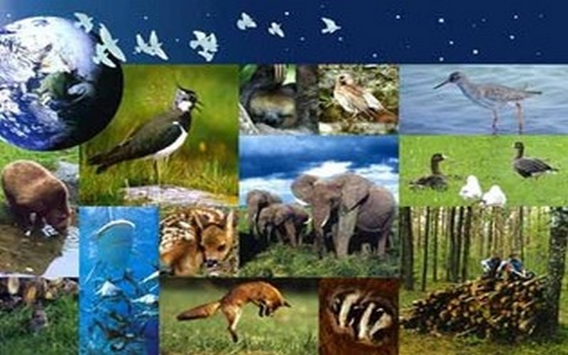 Préservation de la biodiversité au Sénégal : Ousseynou Kassé appelle à un engagement communautaire