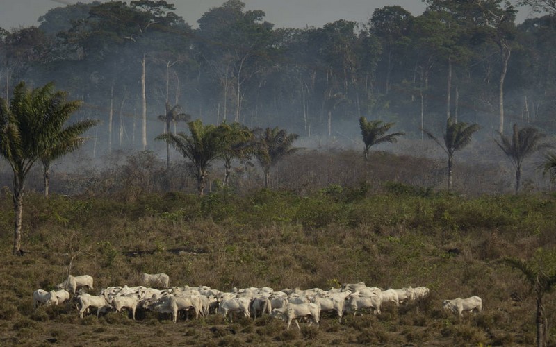 Un recul de 80% de la déforestation noté en Amazonie brésilienne