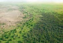 Vers la formation d’une coalition nationale autour du Programme intégrateur de la Grande muraille verte au Sénégal