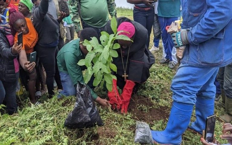 Cameroun : La population de Bafang lutte contre la déforestation