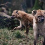 Innovation : Vodafone développe une solution basée sur l’IdO pour prévenir les conflits entre l’homme et la faune en Afrique