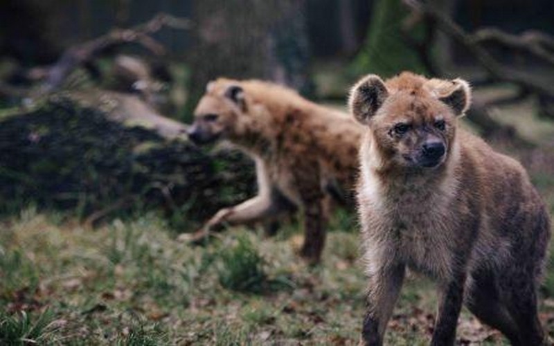 Innovation : Vodafone développe une solution basée sur l’IdO pour prévenir les conflits entre l’homme et la faune en Afrique