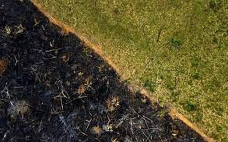 La forêt amazonienne connaît une baisse de 31% de la déforestation lors des cinq premiers mois sous Lula da Silva