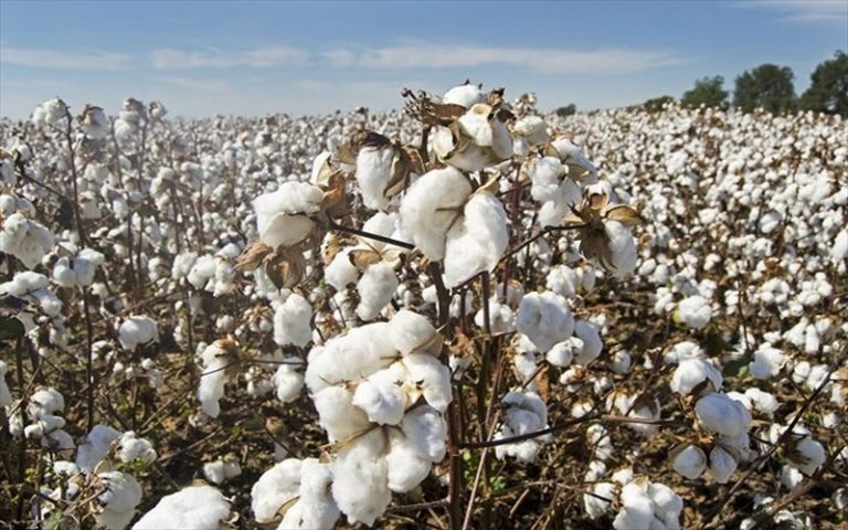 JMC : Les acteurs internationaux du coton réfléchissent sur l’évolution de la filière au Bénin