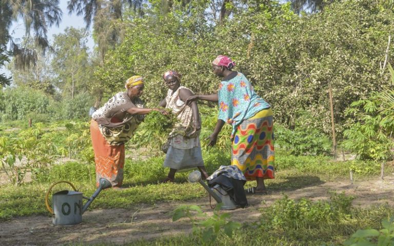 Les femmes Sénégalaises au cœur de la protection de la forêt classée de Mbao