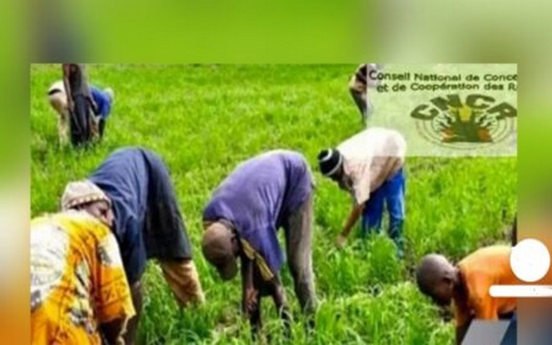 Sénégal : Le CNCR invite ses membres à « tenir précieusement » compte des informations météorologiques