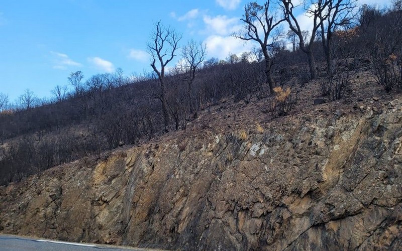 Algérie : Un barbecue réduit en cendres près d’un hectare de forêt