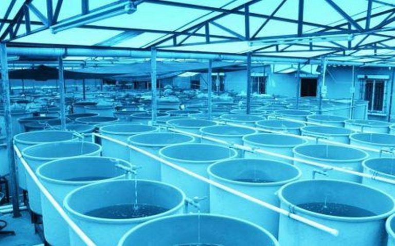 Aquaculture : Le Maroc inaugure sa première écloserie de poissons marins