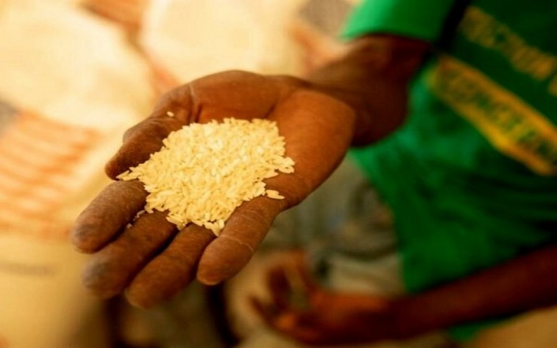 La Corée du Sud s’allie à huit pays africains pour lancer un énorme programme de développement agricole afin de nourrir 30 millions de personnes