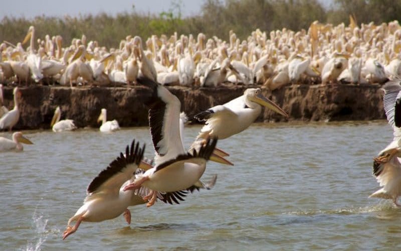 Le Sénégal pourrait se doter d’un projet pour la résilience climatique des oiseaux migrateurs d’eau du Delta du Saloum