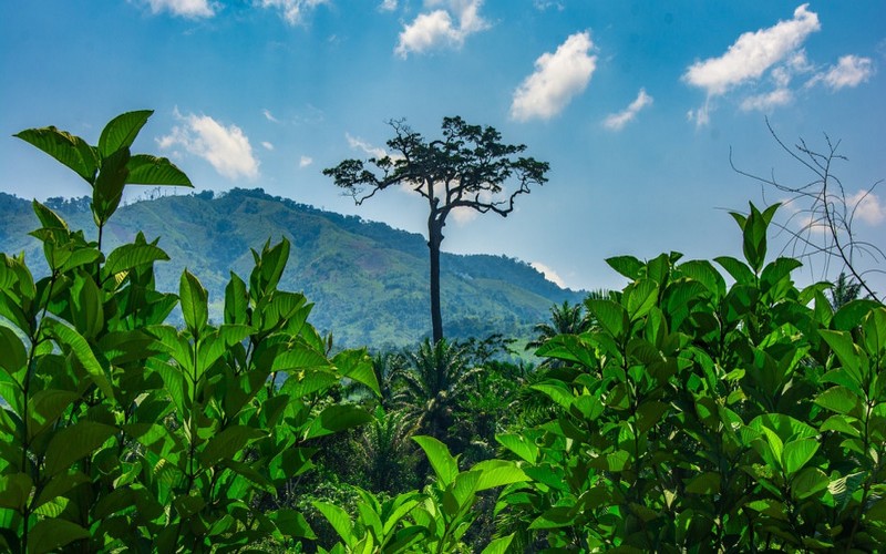 Qatre pays africains se fixent pour ambition un avenir à faible émission de carbone renforcée