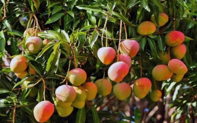 50 500 tonnes de mangues produites au Togo en 2022, soit +31%