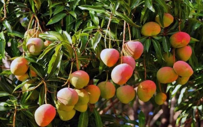 50 500 tonnes de mangues produites au Togo en 2022, soit +31%  