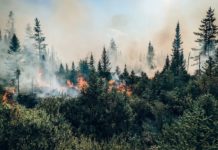 Canada : Les feux de forêts ont généré un record d’émissions de carbone