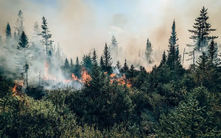 Canada : Les feux de forêts ont généré un record d&rsquo;émissions de carbone