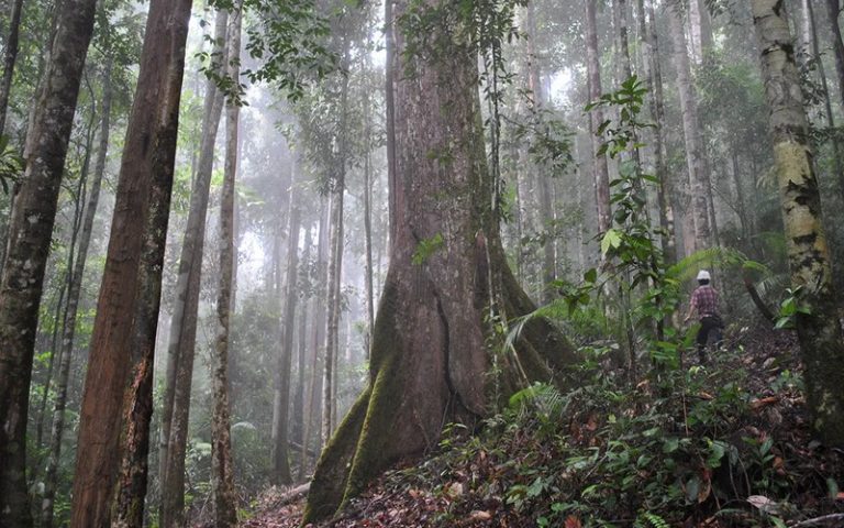 Établir une carte d’identité du bois pour freiner la déforestation illégale