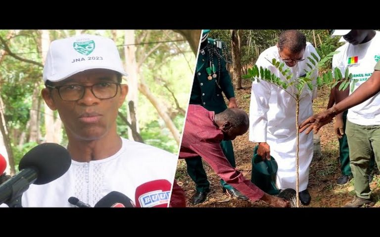 Journée nationale de l’arbre au Sénégal : Le ministre de l’Environnement invite à un « renouvellement progressif » du caïlcederat en zone urbaine