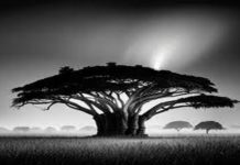 La résilience face à la sécheresse peut rapporter jusqu’à dix fois plus, selon une étude de de la CNULCD