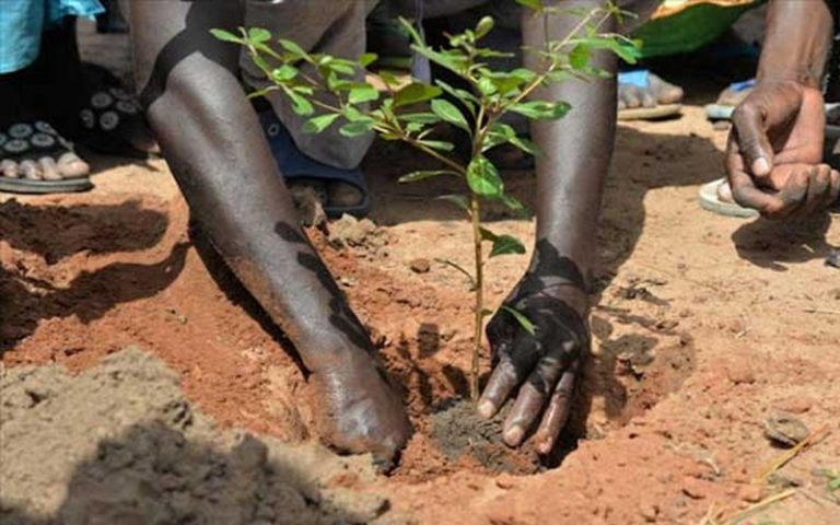 Sénégal : Diembering se dote d’un camp de reboisement pour lutter contre l’érosion côtière