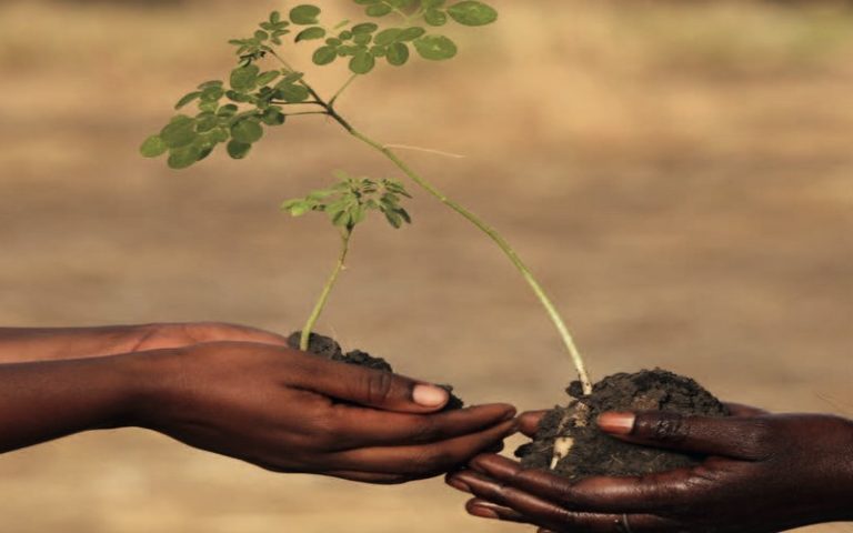 Sénégal : Des volontaires espagnols plantent 2000 variétés d’arbres à Dindéfélo                 