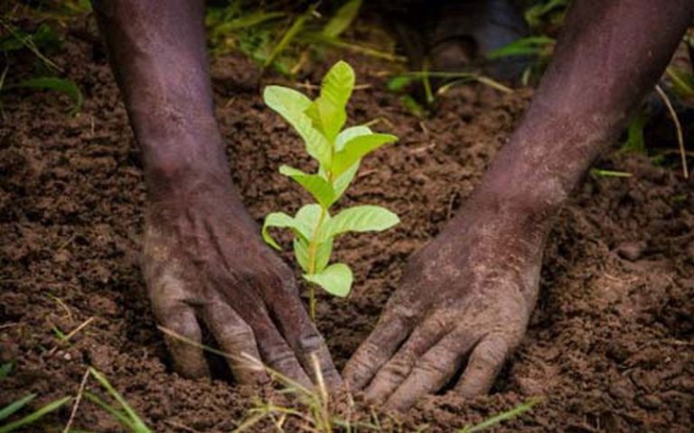 Sénégal : La région de Matam organise des activités de reboisement organisées dans plusieurs localités