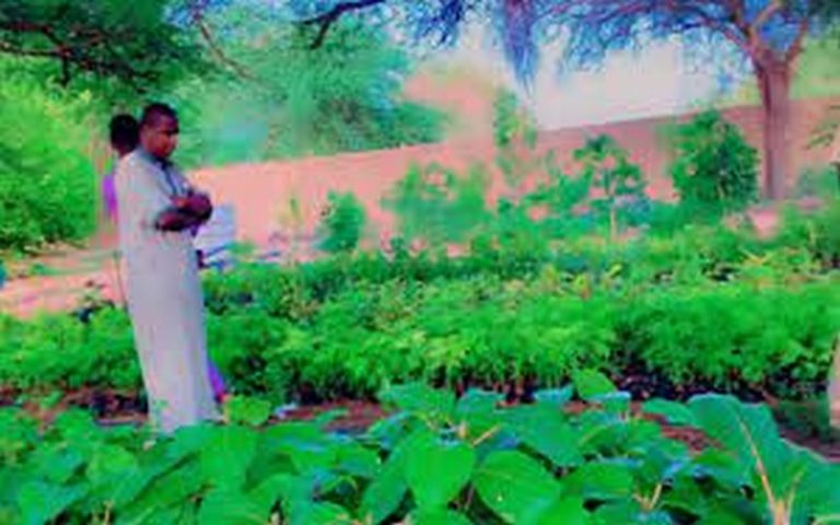 Sénégal : L’initiative « Thilogne ville verte » s’érige en « bouclier contre l’avancée du désert » dans cette commune