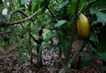 Hausse du taux de déforestation en Côte d’Ivoire malgré l’annonce de la loi sur les importations vertes de l’UE