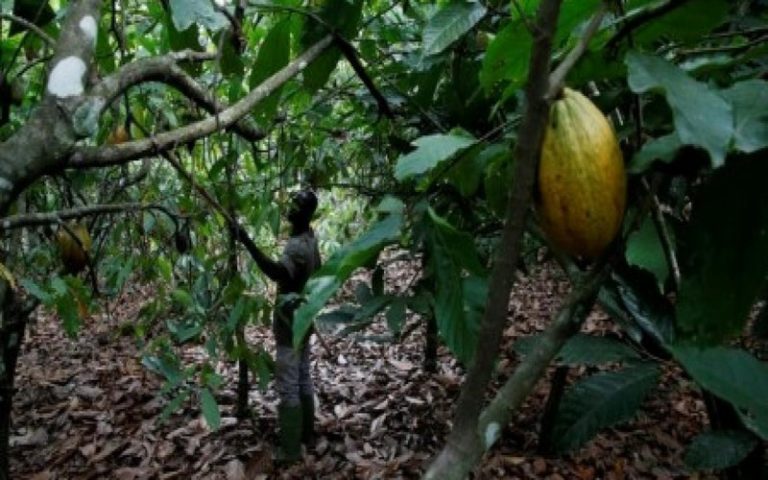 Hausse du taux de déforestation en Côte d’Ivoire malgré l’annonce de la loi sur les importations vertes de l’UE
