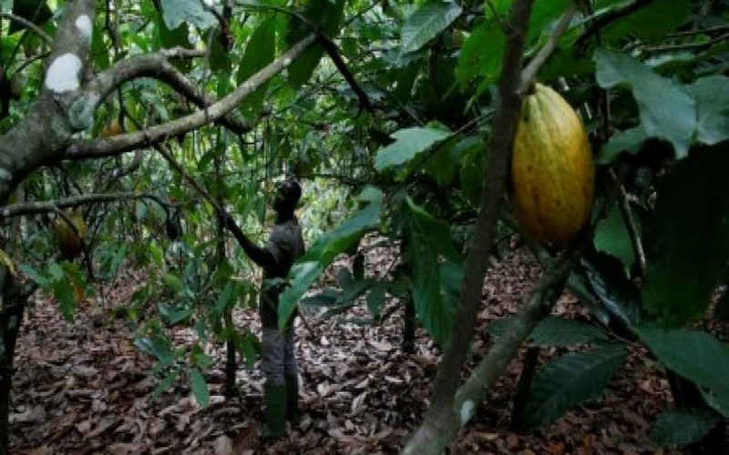 Hausse du taux de déforestation en Côte d’Ivoire malgré l’annonce de la loi sur les importations vertes de l’UE