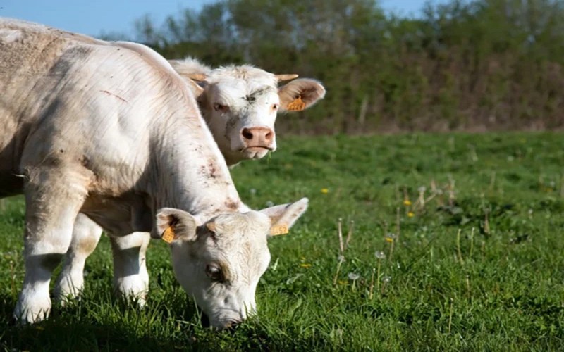 L’Algérie décide « l’arrêt immédiat » de l’importation de bovins vivant en provenance de France      