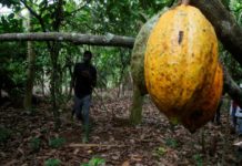 Afrique de l’Ouest : Cacao, l’ascension fulgurante des prix continue sur fond de récolte en berne