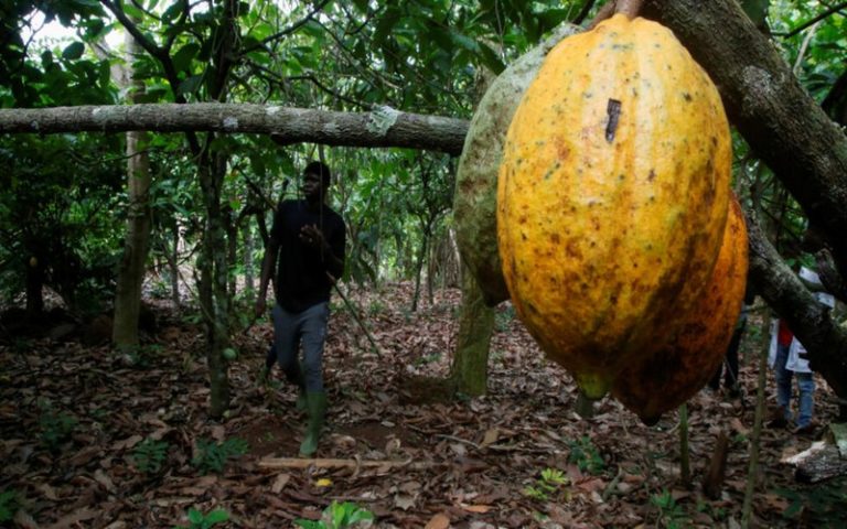 Les agriculteurs Ivoiriens misent sur des averses supplémentaires pour stimuler la récolte de cacao
