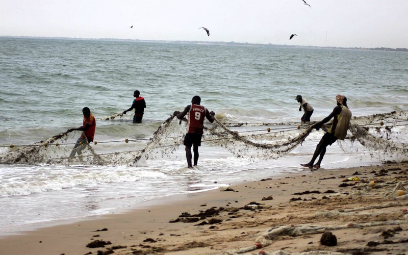 La pêche au Sénégal : Entre surexploitation, licences étrangères et changement climatique | Le thiebou dieune en voie de disparition ?