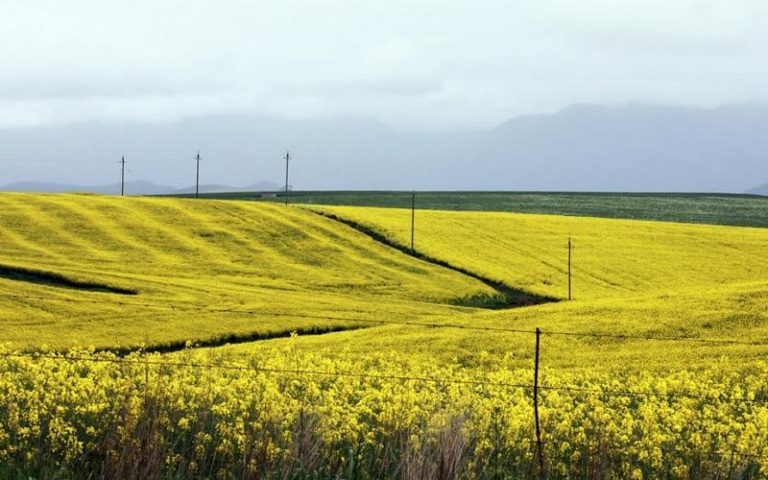 Le gouvernement sud-africain lance un fonds de 65 millions $ pour limiter l’impact des délestages sur l’agriculture